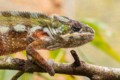 Chameleon