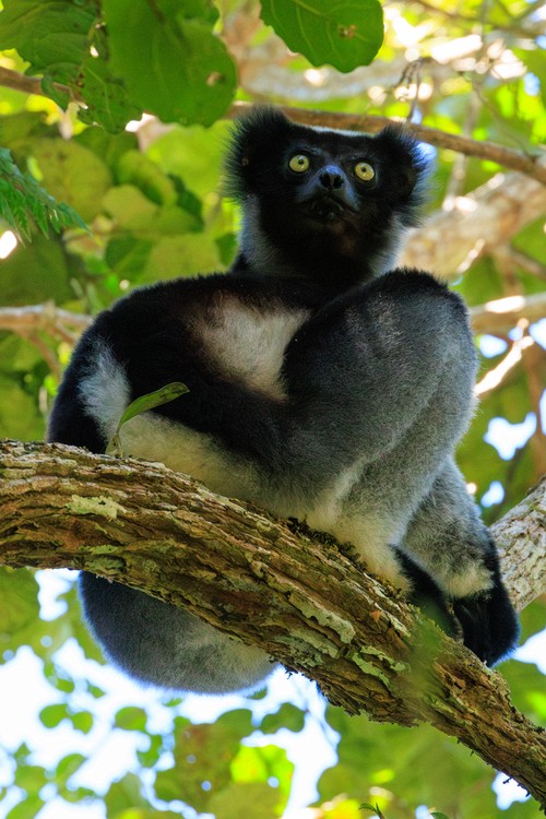 Indri lemur