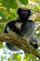 Indri lemur