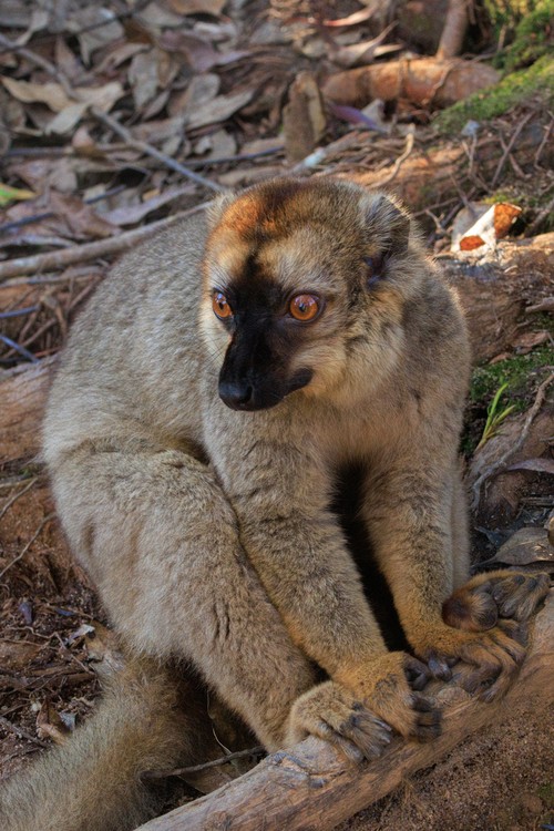 Red Bown lemur