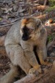 Red Bown lemur