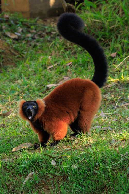 Red ruffed lemur