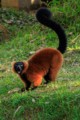 Red ruffed lemur