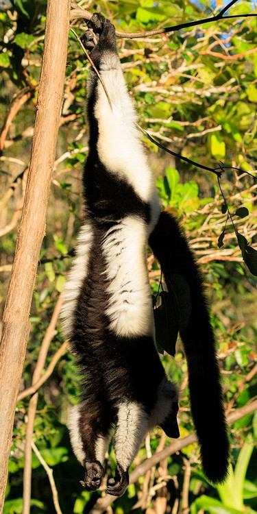Black-and-white ruffed lemur