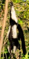 Black-and-white ruffed lemur