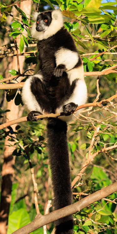 Black-and-white ruffed lemur