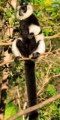 Black-and-white ruffed lemur