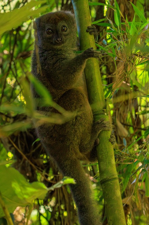 Bamboo lemur