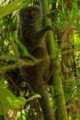Bamboo lemur