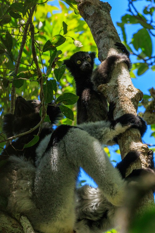 Indri lemur