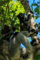 Indri lemur