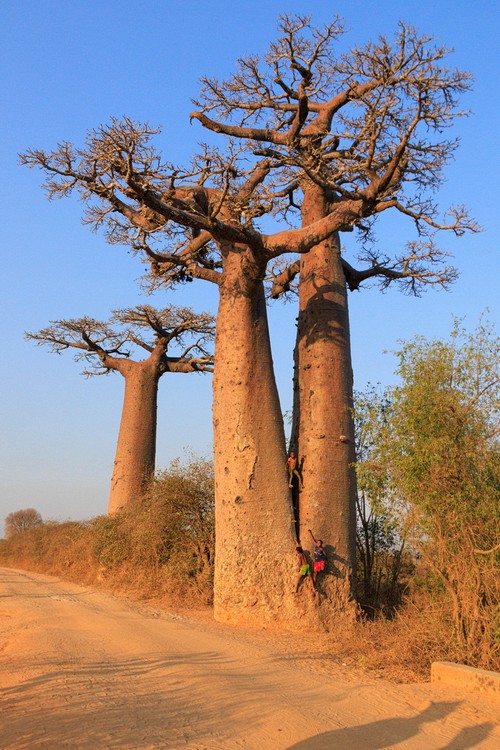 Avenue of the Baobabs - sunset