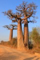 Avenue of the Baobabs - sunset