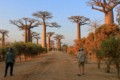 Avenue of the Baobabs - sunset