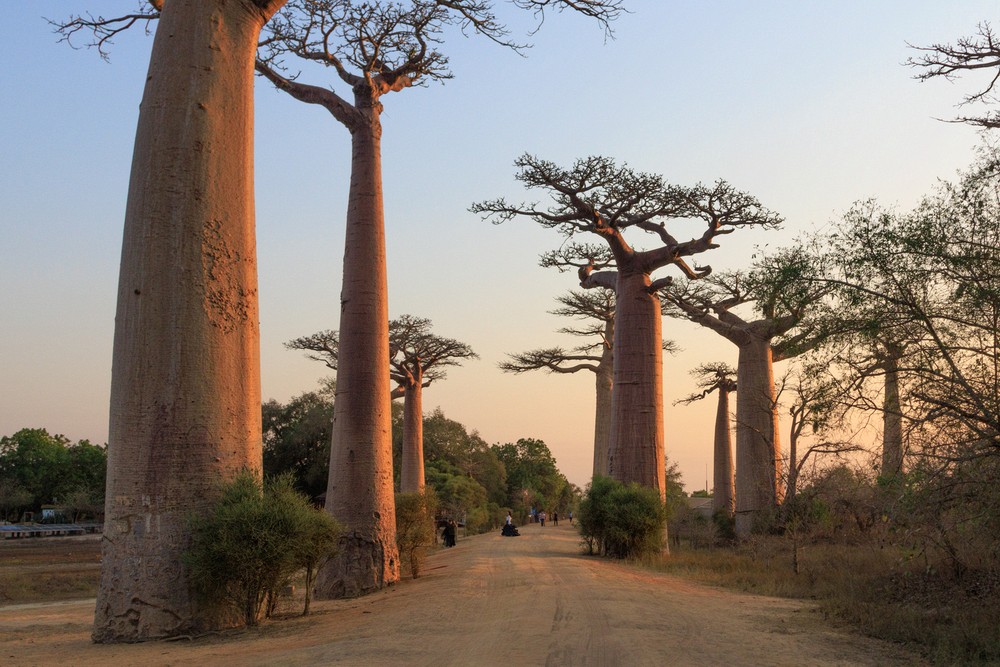 Avenue of the Baobabs - sunset