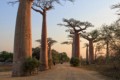 Avenue of the Baobabs - sunset