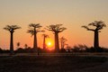 Avenue of the Baobabs - sunset