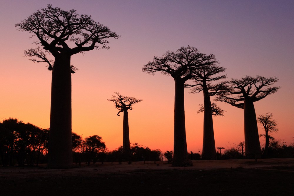 Avenue of the Baobabs - sunset