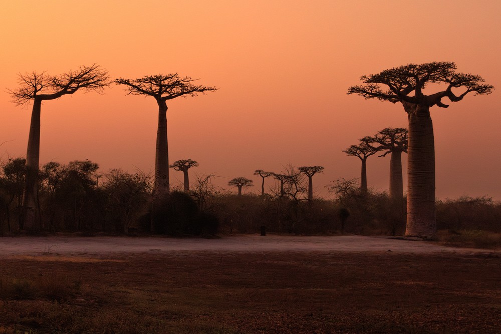 Avenue of the Baobabs - sunrise