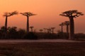 Avenue of the Baobabs - sunrise