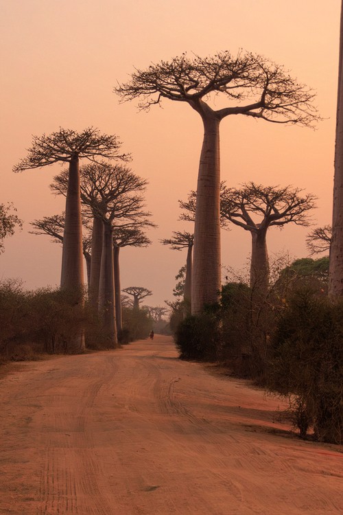 Avenue of the Baobabs - sunrise