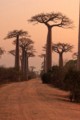 Avenue of the Baobabs - sunrise