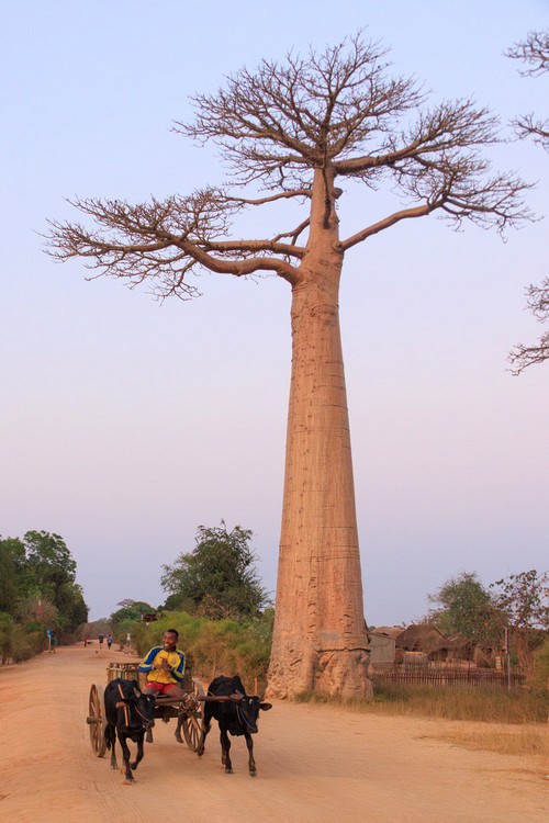 Avenue of the Baobabs - sunrise