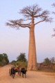 Avenue of the Baobabs - sunrise