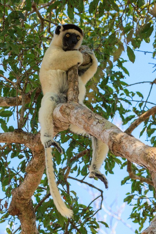 Verreaux's sifaka lemur