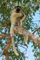 Verreaux's sifaka lemur