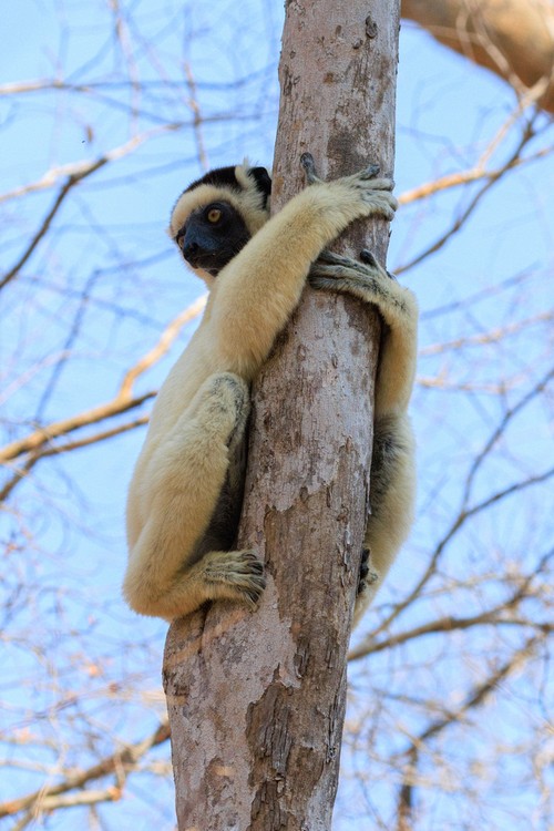 Verreaux's sifaka lemur