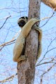 Verreaux's sifaka lemur