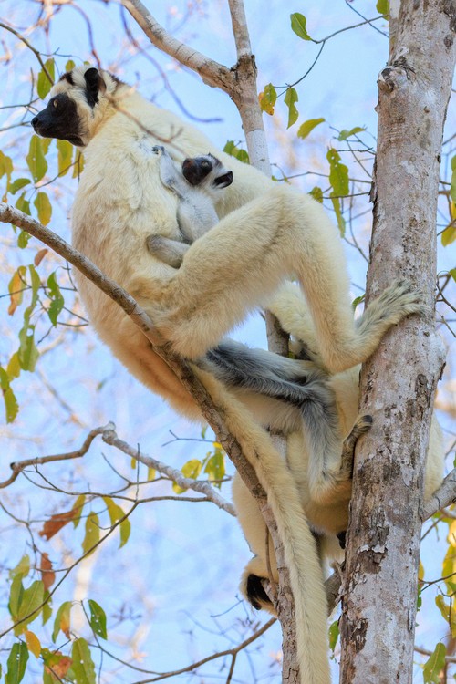 Verreaux's sifaka lemurs