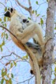 Verreaux's sifaka lemurs