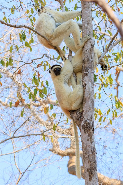 Verreaux's sifaka lemurs