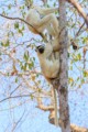 Verreaux's sifaka lemurs