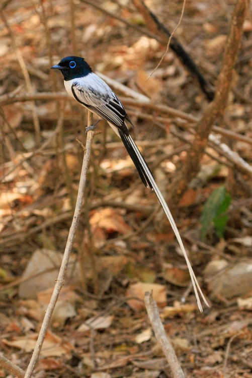 Malagasy paradise flycatcher