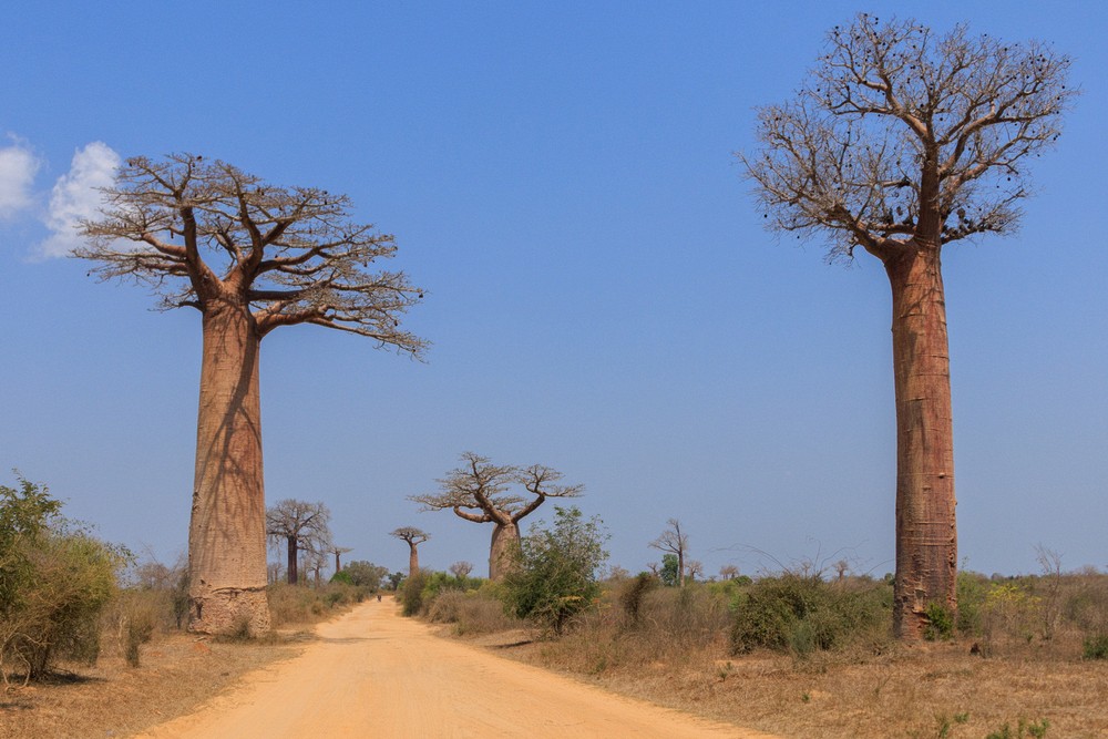 Fony, Giant and Za baobab trees