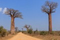 Fony, Giant and Za baobab trees