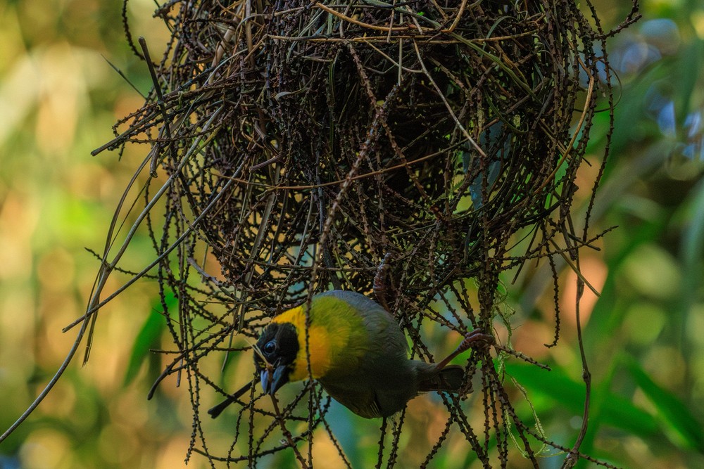 Nelicourvi Weaver bird (male)