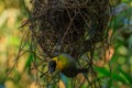 Nelicourvi Weaver bird (male)