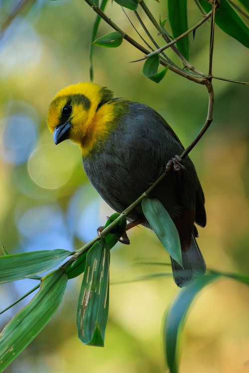 Nelicourvi Weaver bird (female)