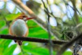 Madagascar Pigmy Kingfisher