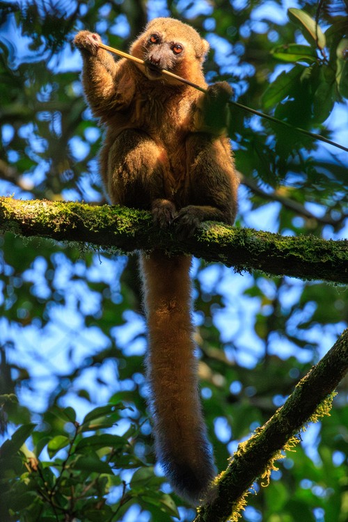 Golden Bamboo lemur