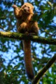 Golden Bamboo lemur