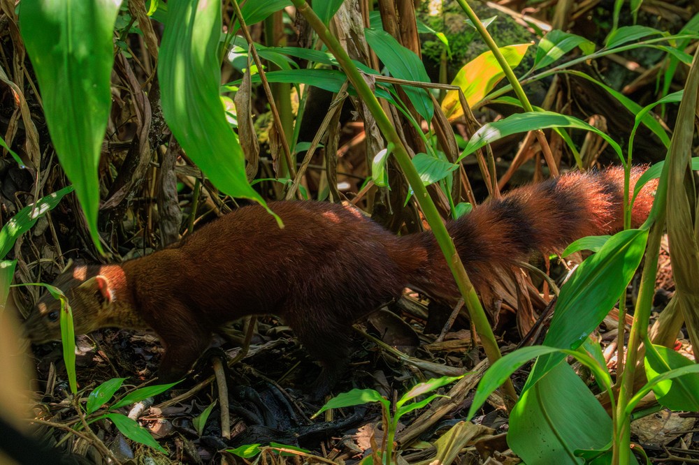 Ring-tailed Mongoose