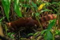 Ring-tailed Mongoose