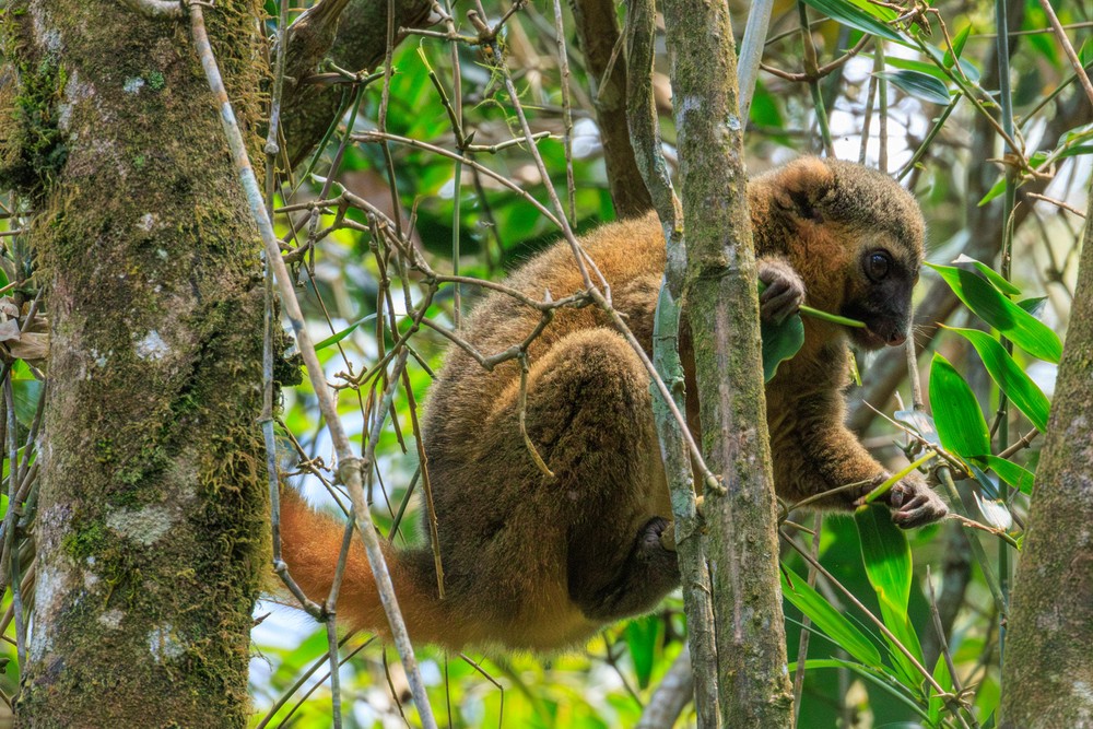 Golden Bamboo lemur