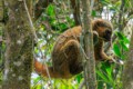 Golden Bamboo lemur