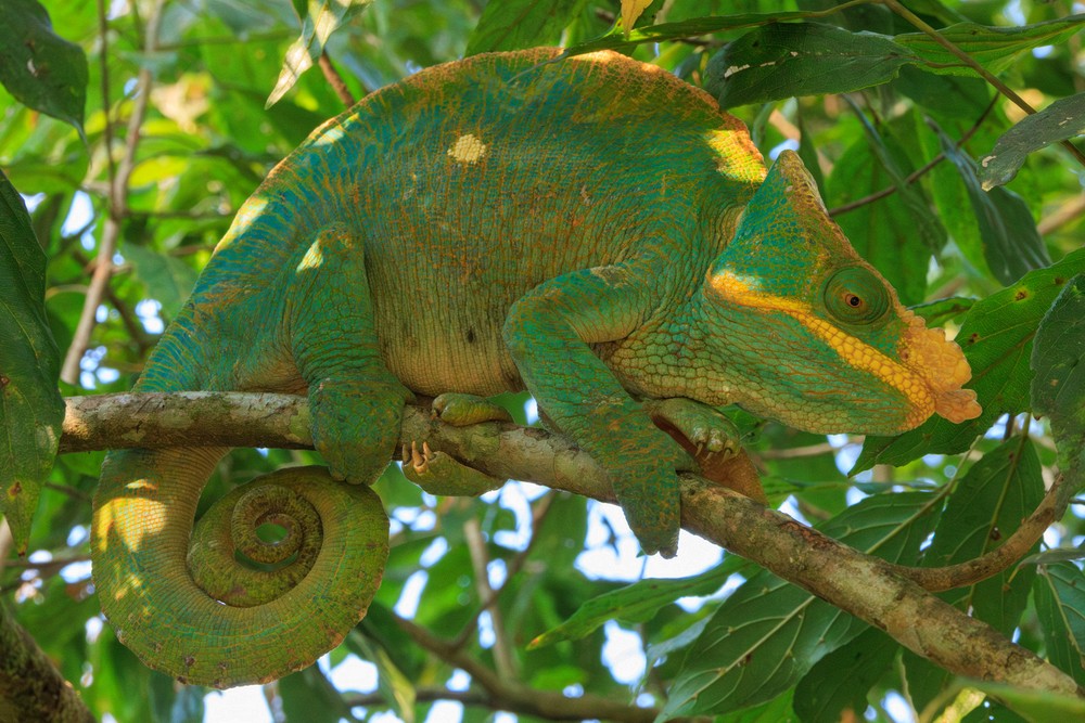 Chameleon